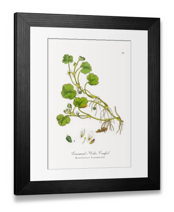 Framed Print : Lenormandas Water Crowfoot, Ranunculus Lenormandi, Victorian Botanical Illustration, 1863 Framed Print : Lenormandas Water Crowfoot, Ranunculus Lenormandi, Victorian Botanical Illustration, 1863