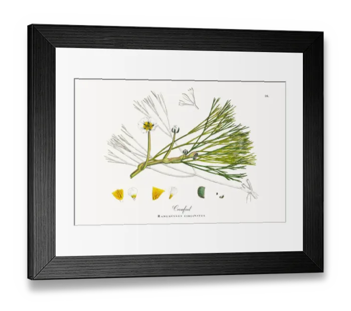 Framed Print : River Water Crowfoot, Ranunculus fluitans, Victorian Botanical Illustration, 1863 Framed Print : River Water Crowfoot, Ranunculus fluitans, Victorian Botanical Illustration, 1863