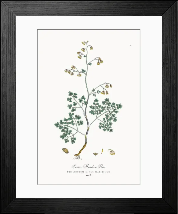 Framed Print : Lesser Meadow Rue, Thalictrum minus maritimum, Victorian Botanical Illustration, 1863 Framed Print : Lesser Meadow Rue, Thalictrum minus maritimum, Victorian Botanical Illustration, 1863