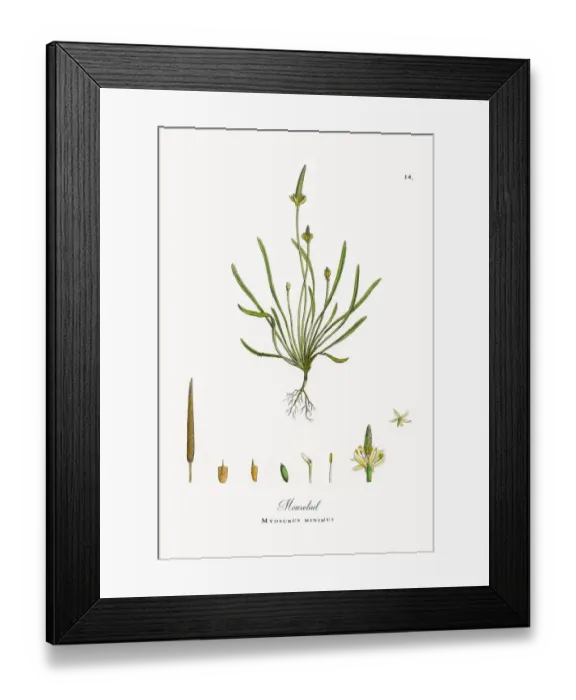 Framed Print : Mousetail, Myosurus minimus, Victorian Botanical Illustration, 1863 Framed Print : Mousetail, Myosurus minimus, Victorian Botanical Illustration, 1863