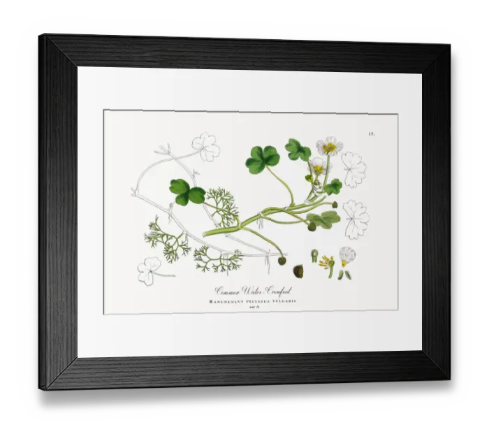Framed Print : Crowfoot, Ranunculus peltatus vulgaris, Victorian Botanical Illustration, 1863 Framed Print : Crowfoot, Ranunculus peltatus vulgaris, Victorian Botanical Illustration, 1863