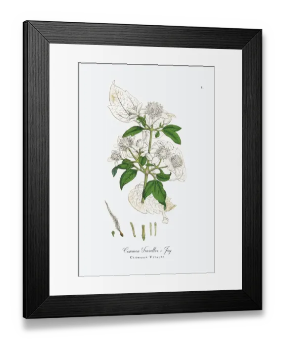 Framed Print : Travelleras Joy, Clematis Vitalba, Victorian Botanical Illustration, 1863 Framed Print : Travelleras Joy, Clematis Vitalba, Victorian Botanical Illustration, 1863