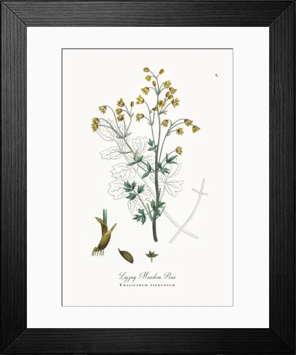 Framed Print : Zigzag Meadow Rue, Thalictrum flexuosum, Victorian Botanical Illustration, 1863 Framed Print : Zigzag Meadow Rue, Thalictrum flexuosum, Victorian Botanical Illustration, 1863