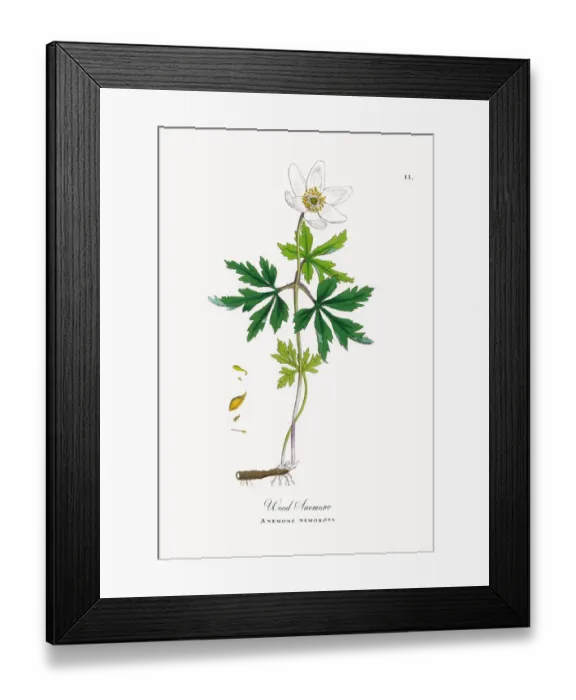 Framed Print : Wood Anemone, Anemone, Anemone nemorosa, Victorian Botanical Illustration, 1863 Framed Print : Wood Anemone, Anemone, Anemone nemorosa, Victorian Botanical Illustration, 1863