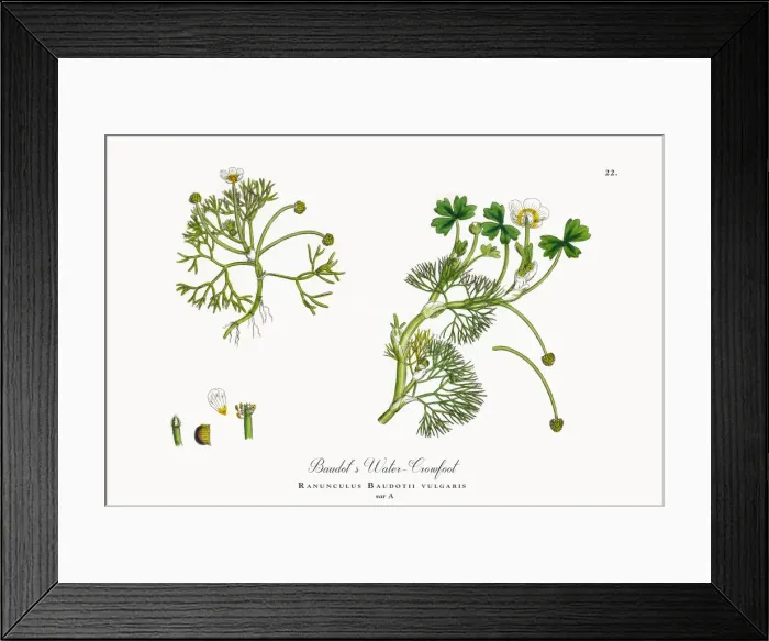 Framed Print : Baudotas Water Crowfoot, Ranunculus Baudotii vulgaris, Victorian Botanical Illustration, 1863 Framed Print : Baudotas Water Crowfoot, Ranunculus Baudotii vulgaris, Victorian Botanical Illustration, 1863