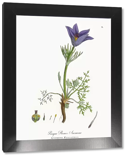Pasque Flower Anemone, Anemone Pulsatilla, Victorian Botanical Illustration, 1863