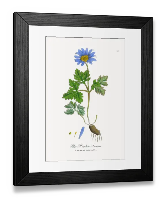 Framed Print : Blue Mountain Anemone, Anemone, Anemone Apennina, Victorian Botanical Illustration, 1863 Framed Print : Blue Mountain Anemone, Anemone, Anemone Apennina, Victorian Botanical Illustration, 1863