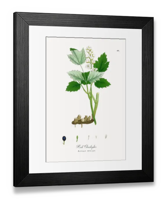 Framed Print : Herb Christopher, Actaea spicata, Victorian Botanical Illustration, 1863 Framed Print : Herb Christopher, Actaea spicata, Victorian Botanical Illustration, 1863