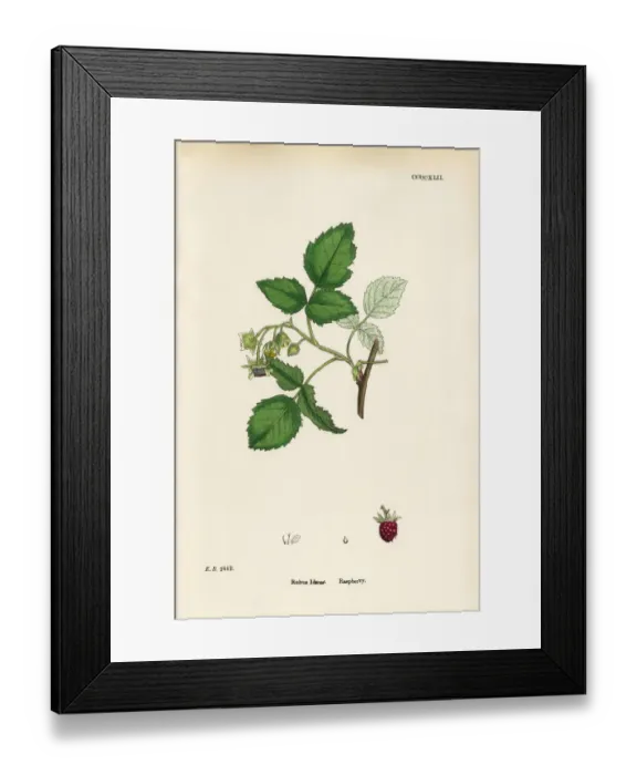 Framed Print : Raspberry, Rubus Idaeus, Victorian Botanical Illustration, 1863 Framed Print : Raspberry, Rubus Idaeus, Victorian Botanical Illustration, 1863