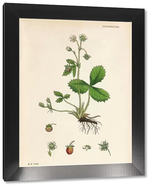 Wild Strawberry, Fragaria vesca, Victorian Botanical Illustration, 1863