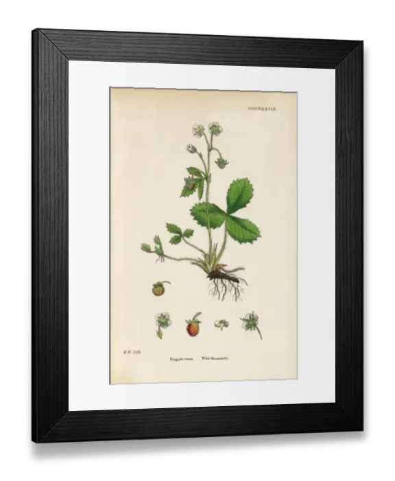 Framed Print : Wild Strawberry, Fragaria vesca, Victorian Botanical Illustration, 1863 Framed Print : Wild Strawberry, Fragaria vesca, Victorian Botanical Illustration, 1863