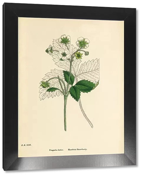 Hautbois Strawberry, Fragaria elatior, Victorian Botanical Illustration, 1863