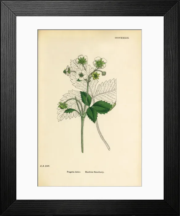 Framed Print : Hautbois Strawberry, Fragaria elatior, Victorian Botanical Illustration, 1863 Framed Print : Hautbois Strawberry, Fragaria elatior, Victorian Botanical Illustration, 1863