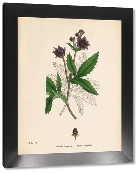 Marsh Cinquefoil, Potentilla Comarum, Victorian Botanical Illustration, 1863