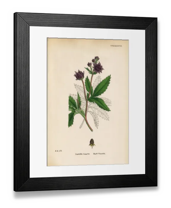Framed Print : Marsh Cinquefoil, Potentilla Comarum, Victorian Botanical Illustration, 1863 Framed Print : Marsh Cinquefoil, Potentilla Comarum, Victorian Botanical Illustration, 1863