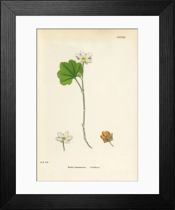 Framed Print : Cloudberry, Rubus Chamaemorus, Victorian Botanical Illustration, 1863 Framed Print : Cloudberry, Rubus Chamaemorus, Victorian Botanical Illustration, 1863