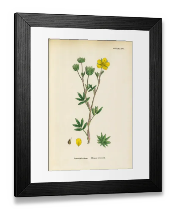 Framed Print : Shrubby Cinquefoil, Potentilla fruticosa, Victorian Botanical Illustration, 1863 Framed Print : Shrubby Cinquefoil, Potentilla fruticosa, Victorian Botanical Illustration, 1863