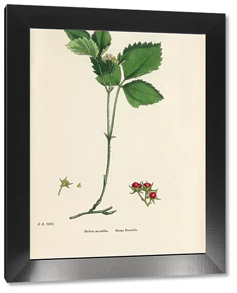 Stone Bramble, Rubus saxatilis, Victorian Botanical Illustration, 1863