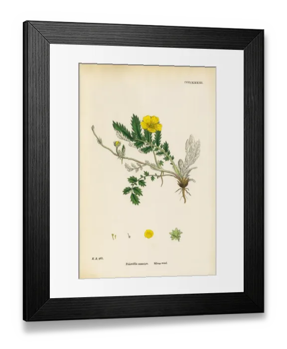 Framed Print : Silverweed, Potentilla anserina, Victorian Botanical Illustration, 1863 Framed Print : Silverweed, Potentilla anserina, Victorian Botanical Illustration, 1863