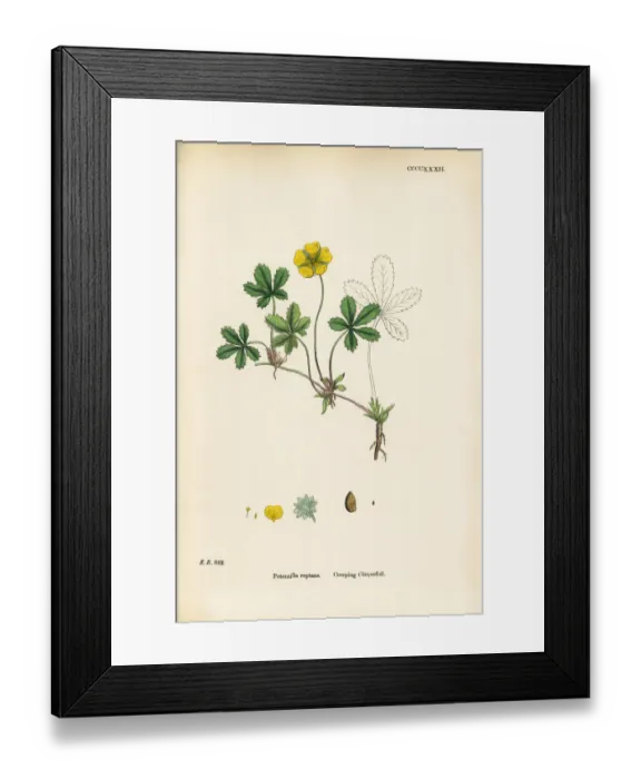 Framed Print : Creeping Cinquefoil, Potentilla reptans, Victorian Botanical Illustration, 1863 Framed Print : Creeping Cinquefoil, Potentilla reptans, Victorian Botanical Illustration, 1863