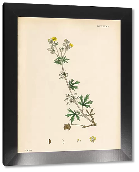 Hoary Cinquefoil, Potentilla argentea, Victorian Botanical Illustration, 1863