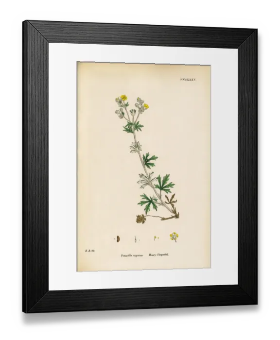Framed Print : Hoary Cinquefoil, Potentilla argentea, Victorian Botanical Illustration, 1863 Framed Print : Hoary Cinquefoil, Potentilla argentea, Victorian Botanical Illustration, 1863