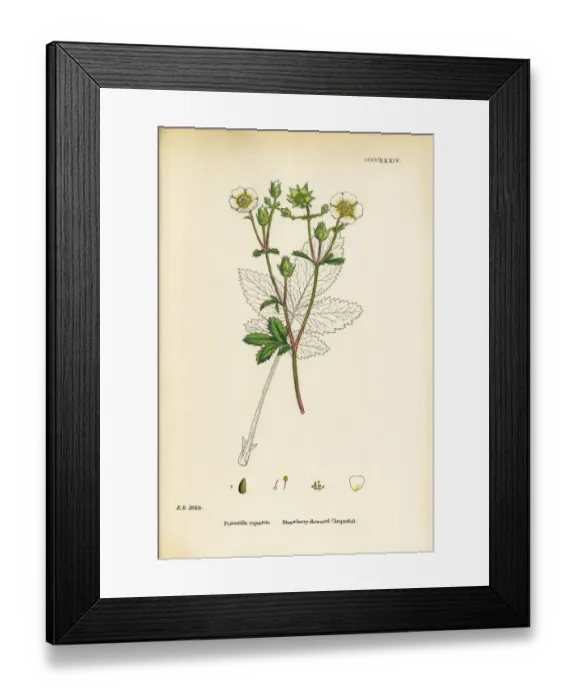 Framed Print : Strawberry-flowered Cinquefoil, Potentilla rupestris, Victorian Botanical Illustration, 1863 Framed Print : Strawberry-flowered Cinquefoil, Potentilla rupestris, Victorian Botanical Illustration, 1863