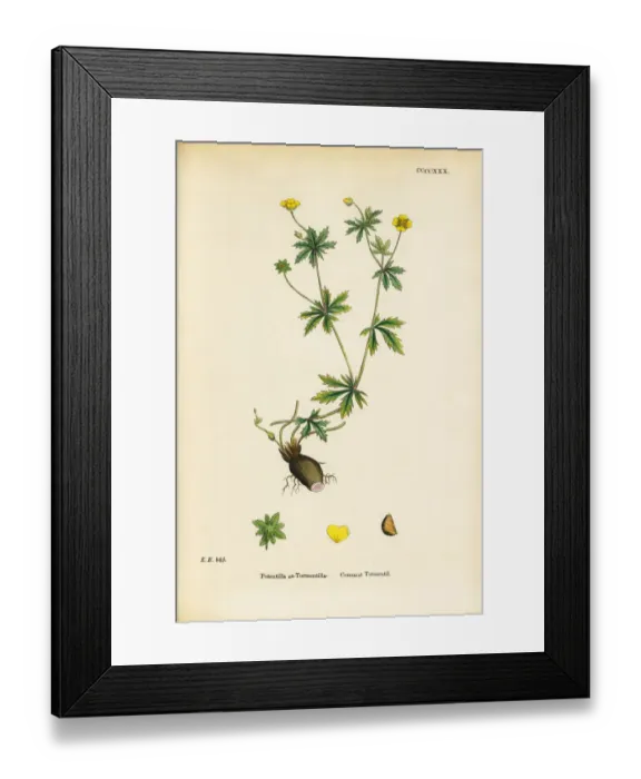 Framed Print : Common Tormentil, Potentilla Tormentilla, Victorian Botanical Illustration, 1863