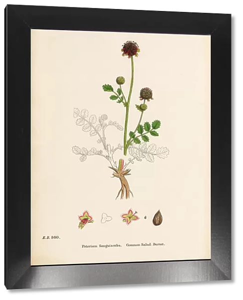 Common Salad Burnet, Poterium Sanguisorba, Victorian Botanical Illustration, 1863