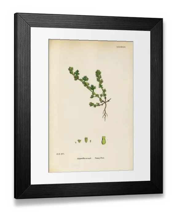 Framed Print : Parsley Piert, Alchemilla arvensis, Victorian Botanical Illustration, 1863 Framed Print : Parsley Piert, Alchemilla arvensis, Victorian Botanical Illustration, 1863