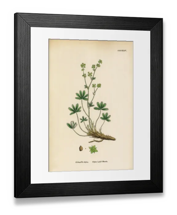 Framed Print : Alpine Ladyas Mantle, Alchemilla alpina, Victorian Botanical Illustration, 1863 Framed Print : Alpine Ladyas Mantle, Alchemilla alpina, Victorian Botanical Illustration, 1863