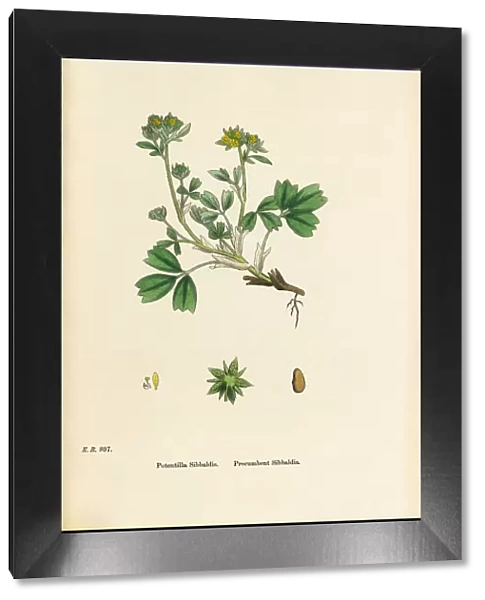 Procumbent Sibbaldia, Potentilla Sibbaldia, Victorian Botanical Illustration, 1863