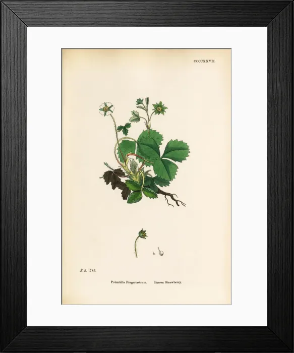 Framed Print : Barren Strawberry, Potentilla Fragariastrum, Victorian Botanical Illustration, 1863 Framed Print : Barren Strawberry, Potentilla Fragariastrum, Victorian Botanical Illustration, 1863