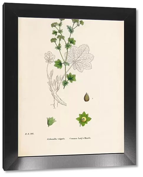 Common Ladyas Mantle, Alchemilla vulgaris, Victorian Botanical Illustration, 1863