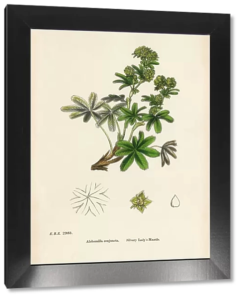 Silvery Ladyas Mantle, Alchemilla conjuncta, Victorian Botanical Illustration, 1863