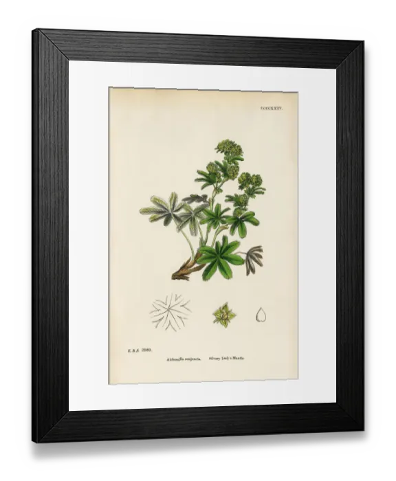 Framed Print : Silvery Ladyas Mantle, Alchemilla conjuncta, Victorian Botanical Illustration, 1863 Framed Print : Silvery Ladyas Mantle, Alchemilla conjuncta, Victorian Botanical Illustration, 1863