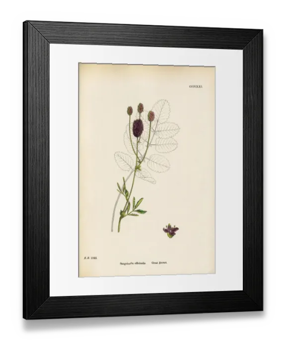 Framed Print : Great Burnet, Sanguisorba officinalis, Victorian Botanical Illustration, 1863 Framed Print : Great Burnet, Sanguisorba officinalis, Victorian Botanical Illustration, 1863