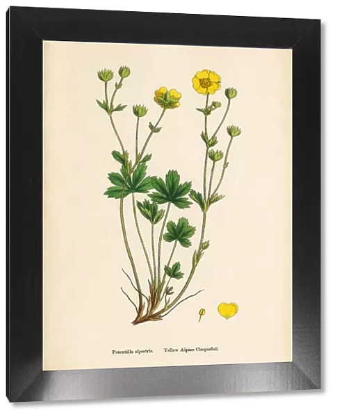 Yellow Alpine Cinquefoil, Potentilla alpestris, Victorian Botanical Illustration, 1863