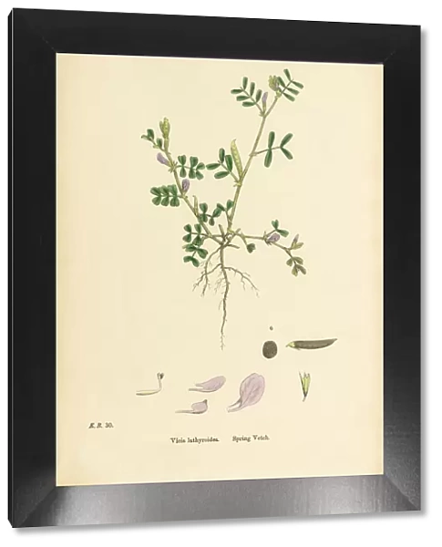Spring Vetch, Vicia lathyroides, Victorian Botanical Illustration, 1863