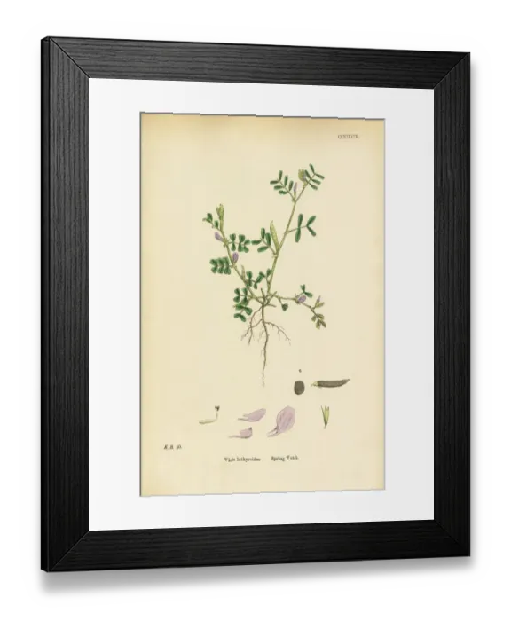 Framed Print : Spring Vetch, Vicia lathyroides, Victorian Botanical Illustration, 1863