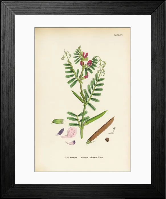 Framed Print : Common Cultivated Vetch, Vicia eu-sativa, Victorian Botanical Illustration, 1863