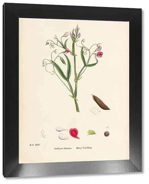 Hairy Vetchling, Lathyrus hirsutus, Victorian Botanical Illustration, 1863