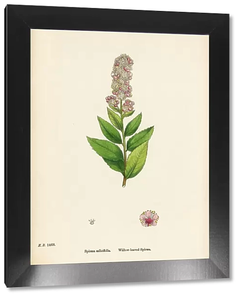 Willow-leaved Spiraea, Spiraea salicifolia, Victorian Botanical Illustration, 1863