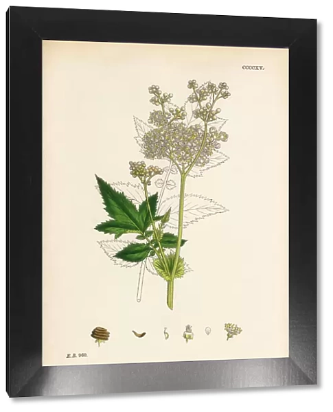 Meadow Sweet Spiraea, Spiraea Ulmaria, Victorian Botanical Illustration, 1863