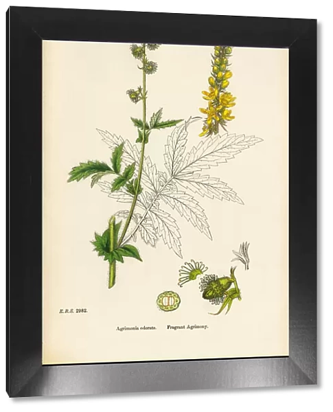 Fragrant Agrimony, Agrimonia odorata, Victorian Botanical Illustration, 1863