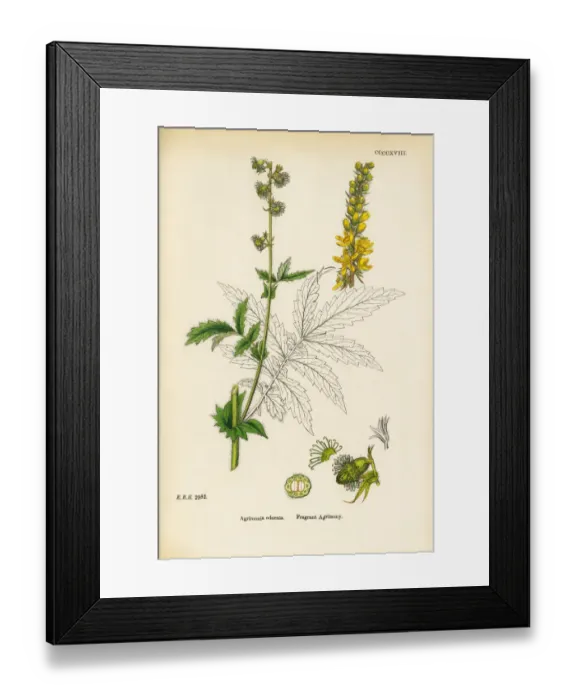 Framed Print : Fragrant Agrimony, Agrimonia odorata, Victorian Botanical Illustration, 1863 Framed Print : Fragrant Agrimony, Agrimonia odorata, Victorian Botanical Illustration, 1863