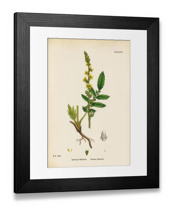 Framed Print : Common Agrimony, Agrimonia Eupatoria, Victorian Botanical Illustration, 1863 Framed Print : Common Agrimony, Agrimonia Eupatoria, Victorian Botanical Illustration, 1863