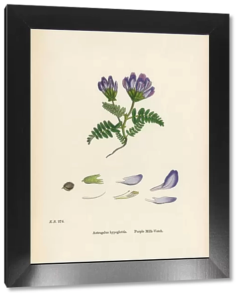 Purple Milk Vetch, Astragalus bypoglottis, Victorian Botanical Illustration, 1863
