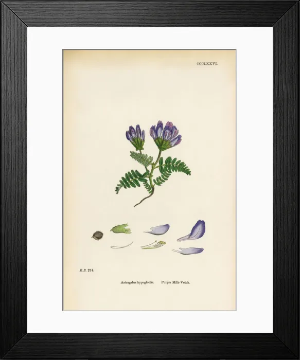 Framed Print : Purple Milk Vetch, Astragalus bypoglottis, Victorian Botanical Illustration, 1863 Framed Print : Purple Milk Vetch, Astragalus bypoglottis, Victorian Botanical Illustration, 1863