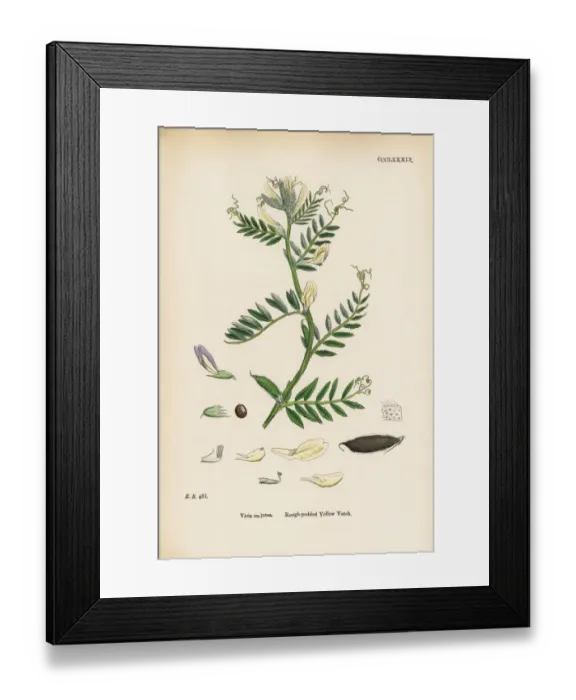 Framed Print : Rough-podded Yellow Vetch, Vicia eu-lutea, Victorian Botanical Illustration, 1863 Framed Print : Rough-podded Yellow Vetch, Vicia eu-lutea, Victorian Botanical Illustration, 1863